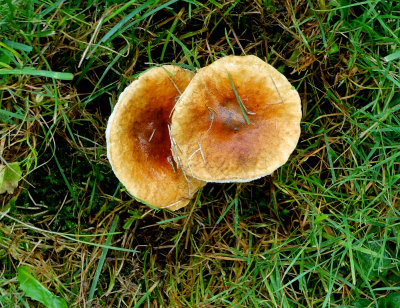 Mushrooms DSC08246_dphdr RX100 III.jpg