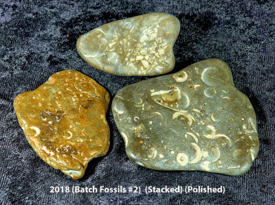 2018 (Batch Fossils #2)  RX407775 (Stacked) (Polished) (Labeled).jpg