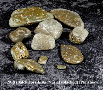 2018 (Batch Fossils #2) Vestal RX409429 (Stacked) (Polished) (Labeled).jpg
