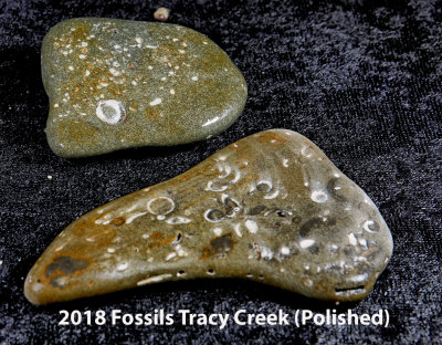2018 Fossils Tracy Creek RX408691 (Polished) (Labeled).jpg