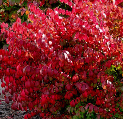 2019 Fall Foliage RX405503_dphdr.jpg