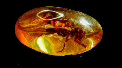 2020 Amber Insect 1 RX403998_dphdr_InPixio.jpg