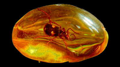 2020 Amber Insect 2 RX404006_dphdr_InPixio.jpg