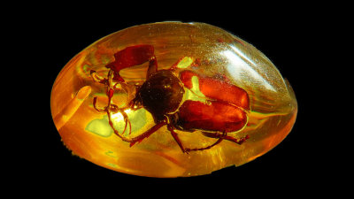 2020 Amber Insect 3 RX404016_dphdr_InPixio.jpg