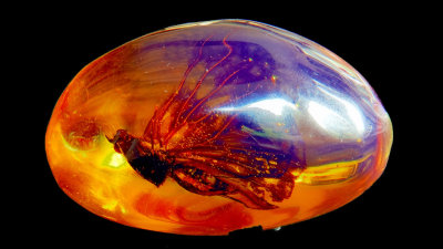 2020 Amber Insect 5 RX404050_dphdr_InPixio.jpg