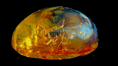 2020 Insect in amber 6 RX404076_dphdr_InPixio.jpg