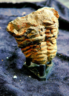 2020 Trilobite from China RX404326.jpg