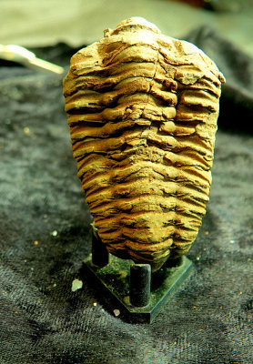 2020 Trilobite from China RX404308_dphdr.jpg