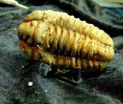 2020 Trilobite from China RX404317.jpg