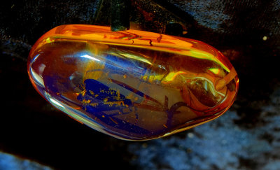 2020 Insect in Amber RX404354.jpg