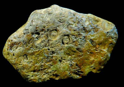 2020 Choconut Creek Fossils RX404523_InPixio.jpg