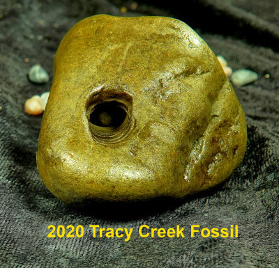 2020 Fossil Tracy Creek RX404590_dphdr.jpg