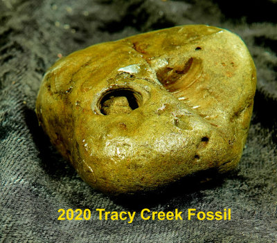 2020 Fossil Tracy Creek RX404600.jpg