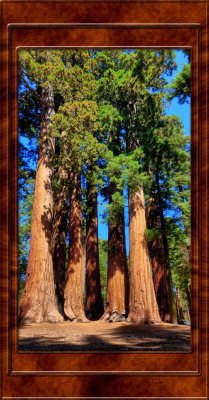DSC03080  (Sequoias)_dphdr copy.jpg