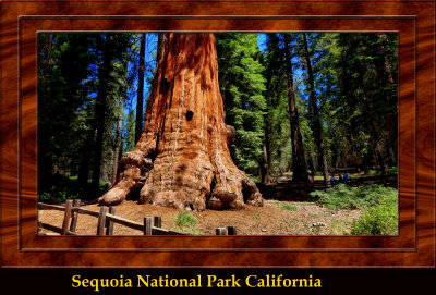 DSC03488   (Sequoias)_dphdr copy.jpg