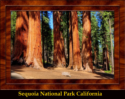 DSC03845   (Sequoias)_dphdr copy.jpg