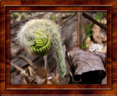 123932207.r1Vf09b0.fern copy.jpg