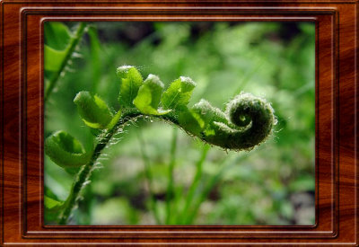16815863.FernCurled copy.jpg