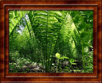 16815868.LookingupthrutheFerns copy.jpg