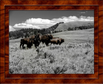 Buffalo Selective Color DSC08098 copy.jpg