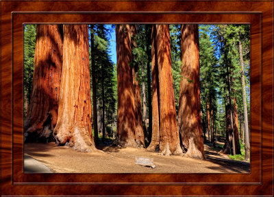DSC03845 (Sequoias)_dphdr copy.jpg