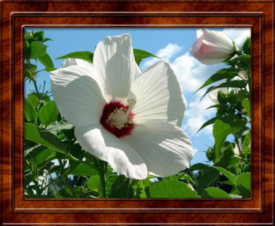 Hibiscus copy.jpg