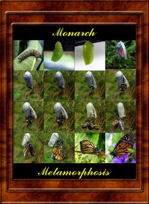 Monarch750x600collage copy.jpg