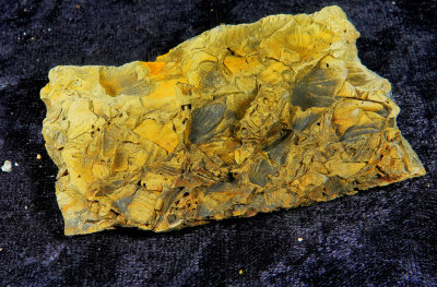 2022-04-17 Fossils Rt 26 Roadcut NY NEW04817.jpg