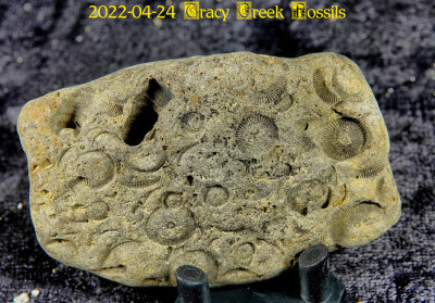 2022-04-24 Tracy Creek Fossils NEW04827_dphdr.jpg