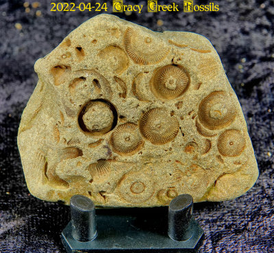 2022-04-24 Tracy Creek Fossils NEW04836_dphdr.jpg
