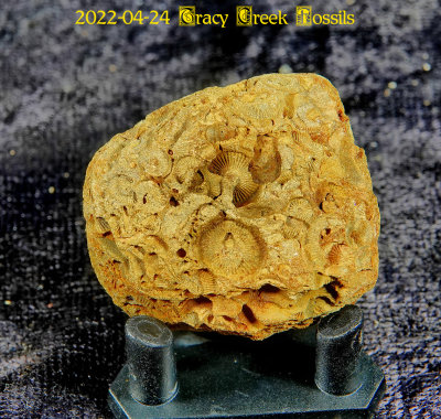 2022-04-24 Tracy Creek Fossils NEW04845.jpg