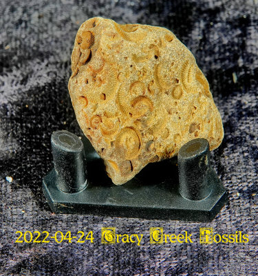2022-04-24 Tracy Creek Fossils NEW04855.jpg