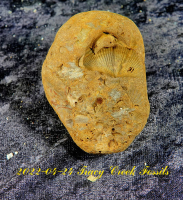 2022-04-24 Tracy Creek Fossils NEW04882.jpg
