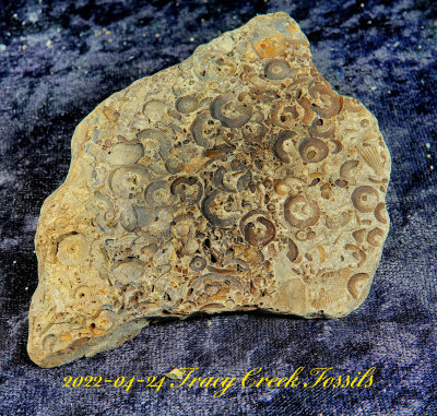 2022-04-24 Tracy Creek Fossils NEW04891.jpg