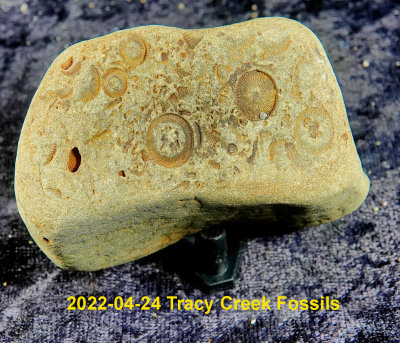 2022-04-24 Tracy Creek Fossils NEW04900.jpg