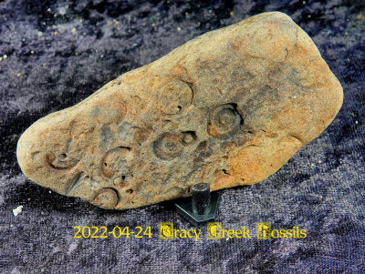 2022-04-24 Tracy Creek Fossils NEW04909.jpg