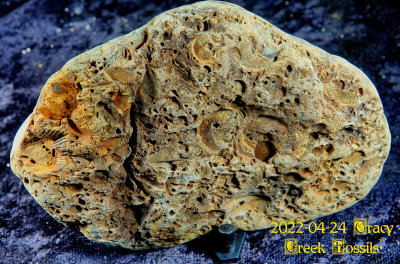 2022-04-24 Tracy Creek Fossils NEW04918.jpg