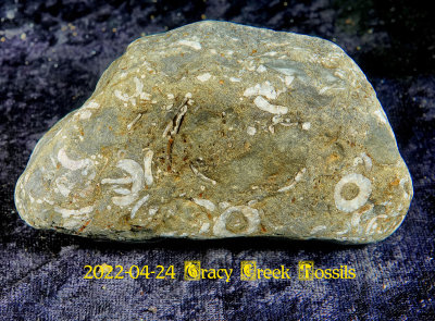 2022-04-24 Tracy Creek Fossils NEW04927.jpg