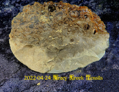 2022-04-24 Tracy Creek Fossils NEW04936.jpg