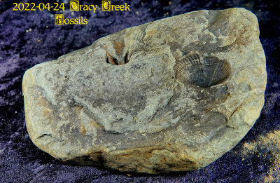 2022-04-24 Tracy Creek Fossils NEW04945.jpg