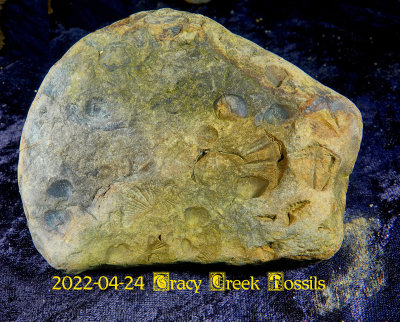 2022-04-24 Tracy Creek Fossils NEW04954.jpg