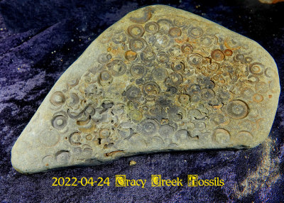 2022-04-24 Tracy Creek Fossils NEW04963.jpg