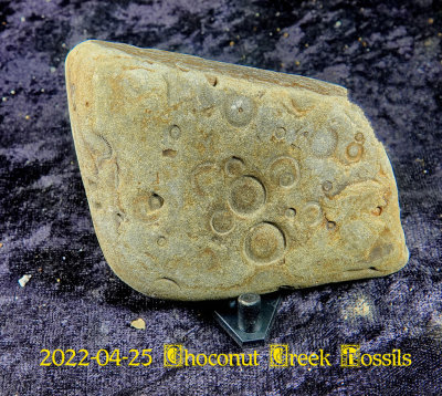 2022-04-25 Choconut Creek Fossils  NEW04973_dphdr.jpg