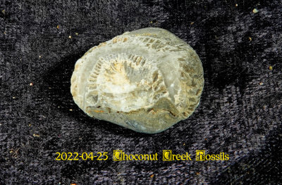 2022-04-25 Choconut Creek Fossils  NEW04983.jpg
