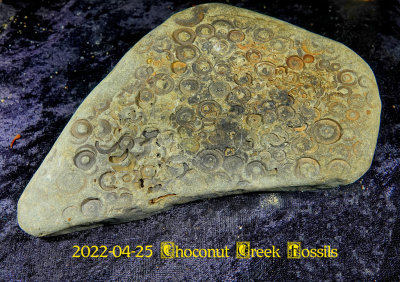 2022-04-25 Choconut Creek Fossils  NEW04992.jpg