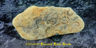 2022-04-25 Choconut Creek Fossils  NEW05002.jpg