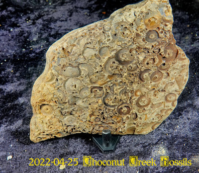 2022-04-25 Choconut Creek Fossils  NEW05012.jpg