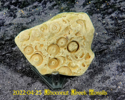 2022-04-25 Choconut Creek Fossils  NEW05021.jpg