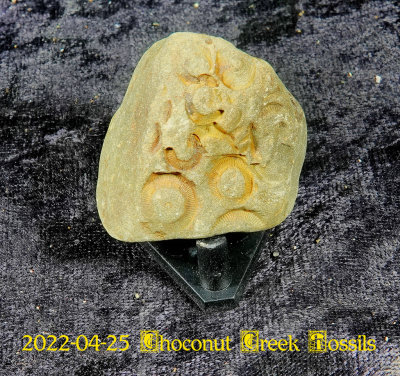 2022-04-25 Choconut Creek Fossils  NEW05029.jpg