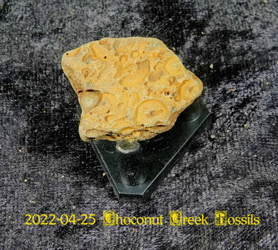 2022-04-25 Choconut Creek Fossils  NEW05048.jpg
